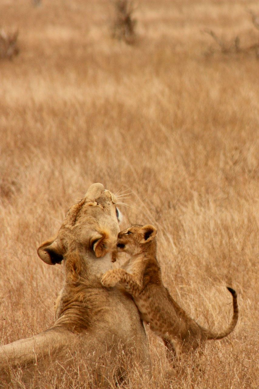 Liūtas,  Kūdikis,  Gyvūnas,  Šeima,  Laukiniai,  Žinduolis,  Safari,  Afrika,  Kelionė,  Kenya