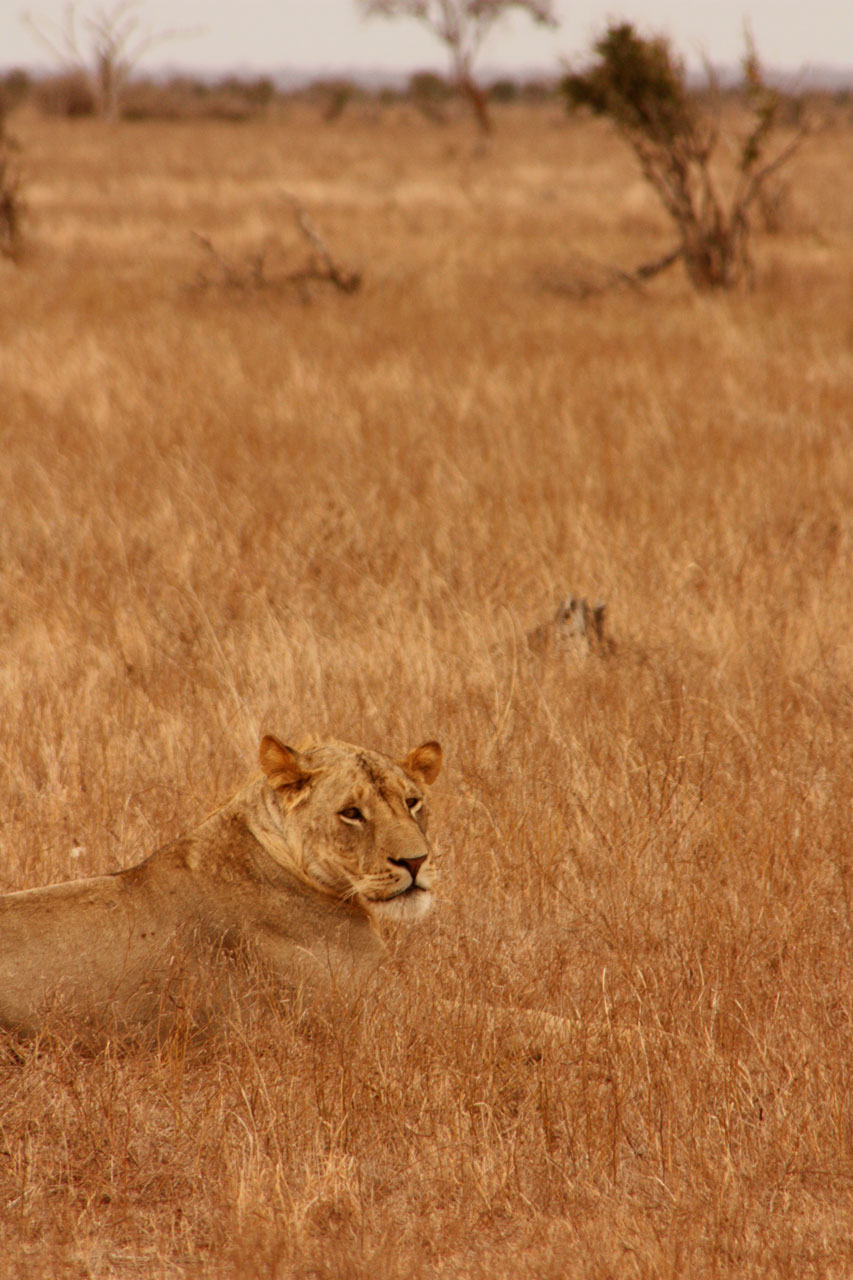 Liūtas,  Gyvūnas,  Šeima,  Laukiniai,  Žinduolis,  Safari,  Afrika,  Kelionė,  Kenya,  Tsavo