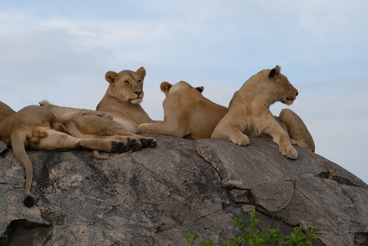 Liūtys, Serengeti, Tanzanija, Afrika, Liūtas, Laukinė Gamta, Plėšrūnas, Savana, Pasididžiavimas, Žinduolis