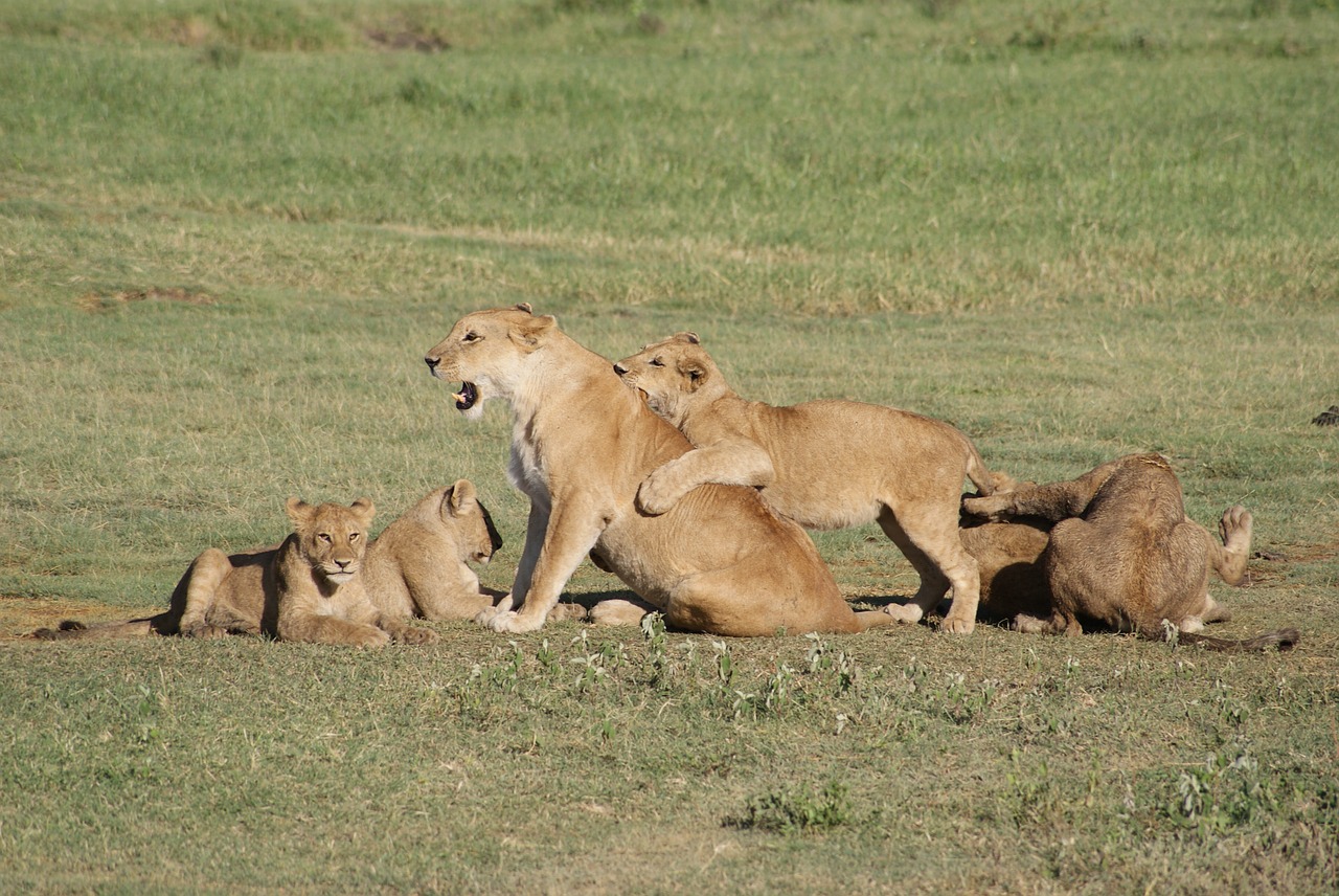 Liūtys, Afrika, Gyvūnai, Nemokamos Nuotraukos,  Nemokama Licenzija
