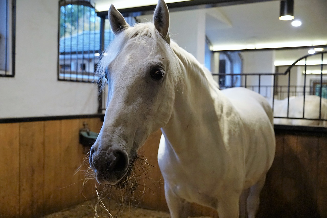 Lipizzaner, Arklys, Plienas, Stud, Reiterhof, Reitstall, Nemokamos Nuotraukos,  Nemokama Licenzija