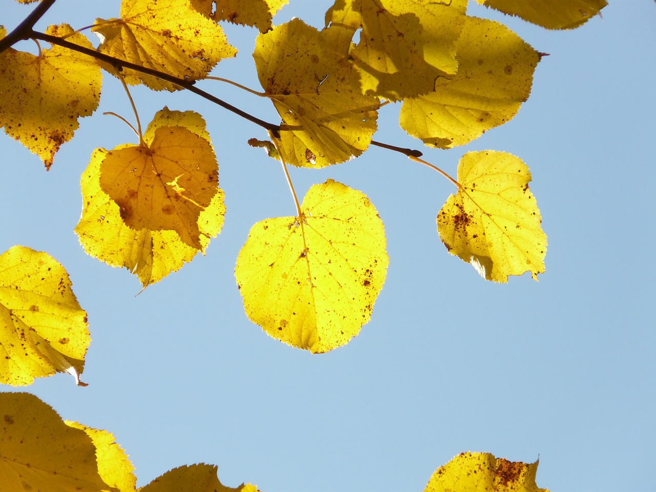 Lipovina, Linda, Tilia, Žiema Linda, Akmens Linda, Tilia Cordata, Aukso Ruduo, Auksinis Spalio Mėn ., Ruduo, Spalio Mėn