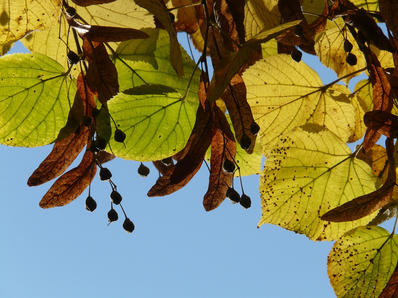 Lipovina, Linda, Tilia, Žiema Linda, Akmens Linda, Tilia Cordata, Aukso Ruduo, Auksinis Spalio Mėn ., Ruduo, Spalio Mėn