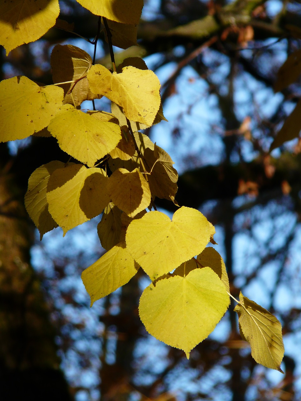 Lipovina, Linda, Tilia, Žiema Linda, Akmens Linda, Tilia Cordata, Aukso Ruduo, Auksinis Spalio Mėn ., Ruduo, Spalio Mėn