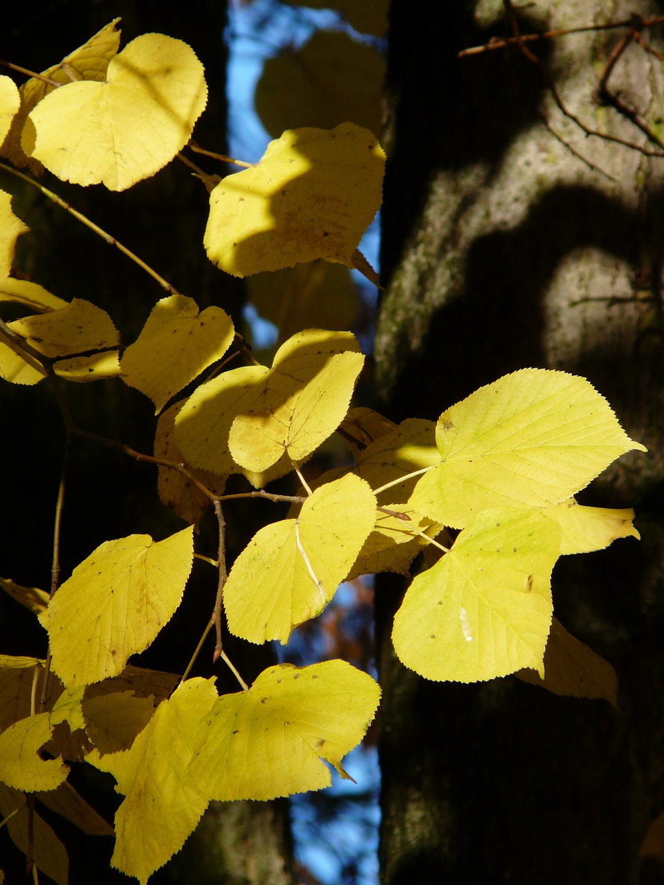 Lipovina, Linda, Tilia, Žiema Linda, Akmens Linda, Tilia Cordata, Aukso Ruduo, Auksinis Spalio Mėn ., Ruduo, Spalio Mėn