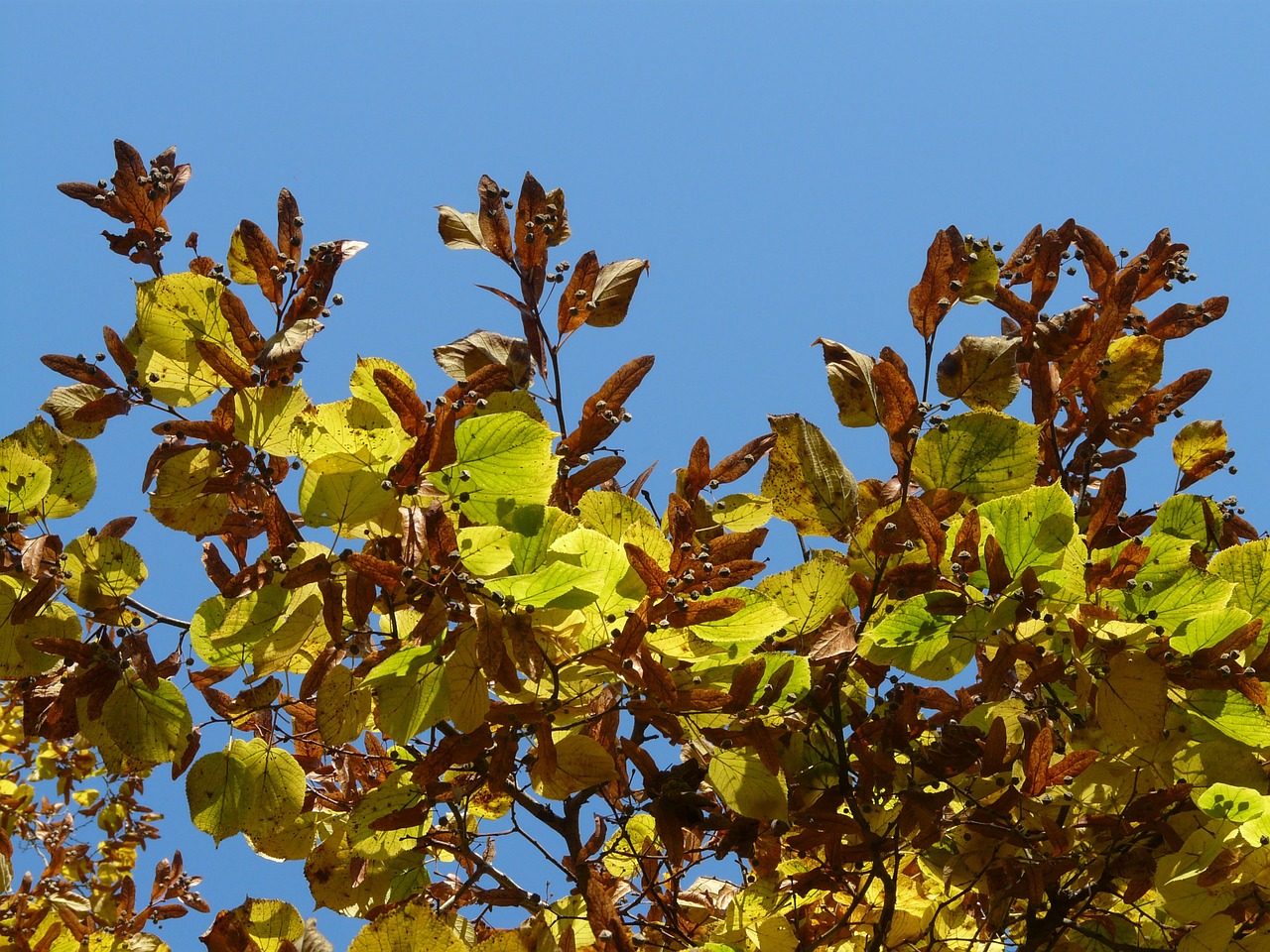 Lipovina, Linda, Tilia, Žiema Linda, Akmens Linda, Tilia Cordata, Aukso Ruduo, Auksinis Spalio Mėn ., Ruduo, Spalio Mėn