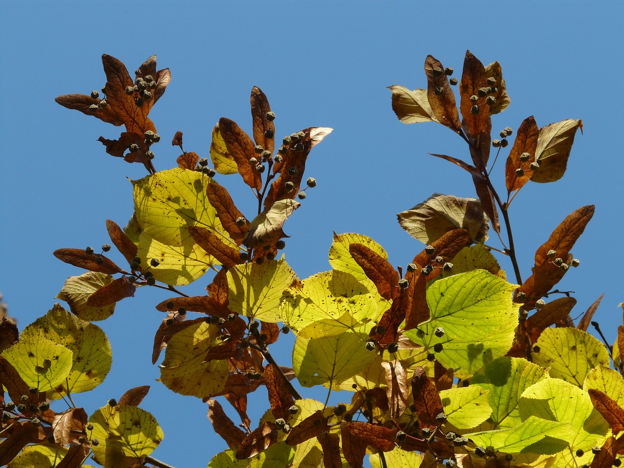 Lipovina, Linda, Tilia, Žiema Linda, Akmens Linda, Tilia Cordata, Aukso Ruduo, Auksinis Spalio Mėn ., Ruduo, Spalio Mėn