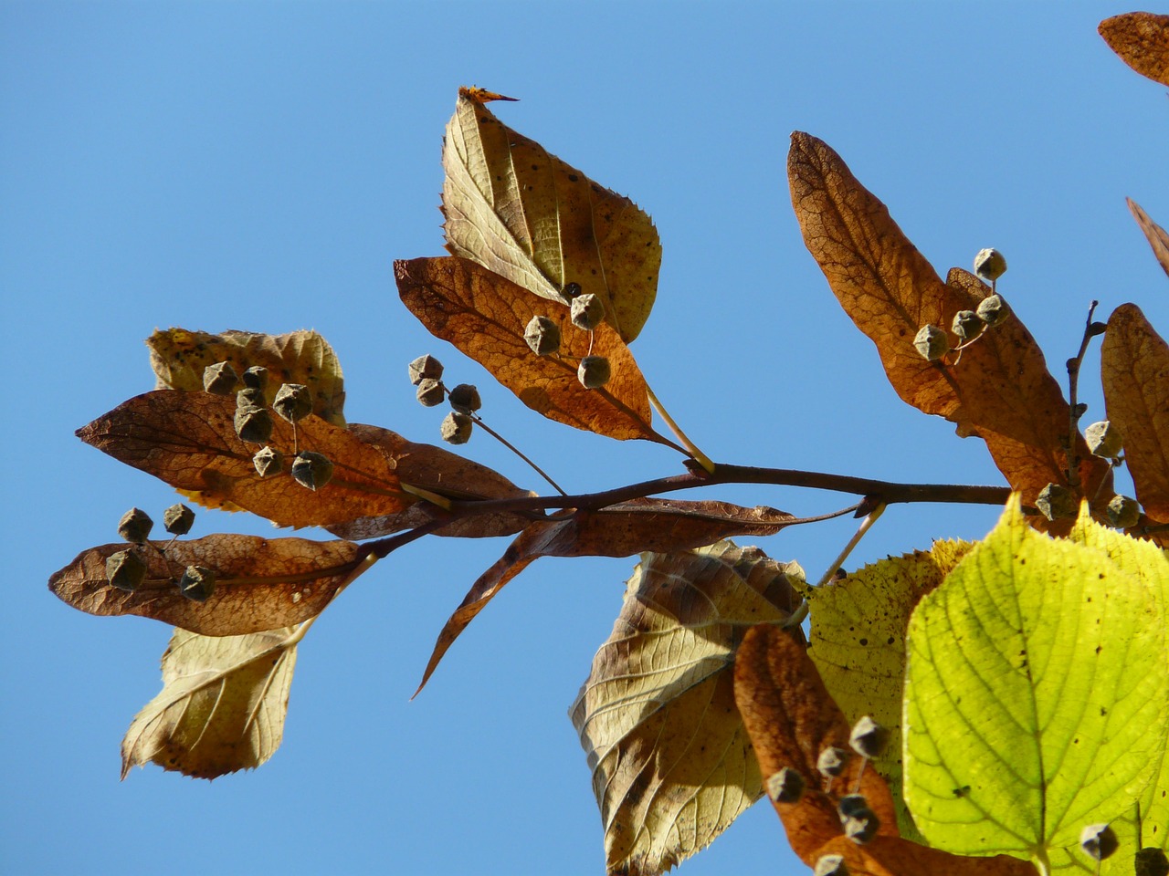 Lipovina, Linda, Tilia, Žiema Linda, Akmens Linda, Tilia Cordata, Aukso Ruduo, Auksinis Spalio Mėn ., Ruduo, Spalio Mėn