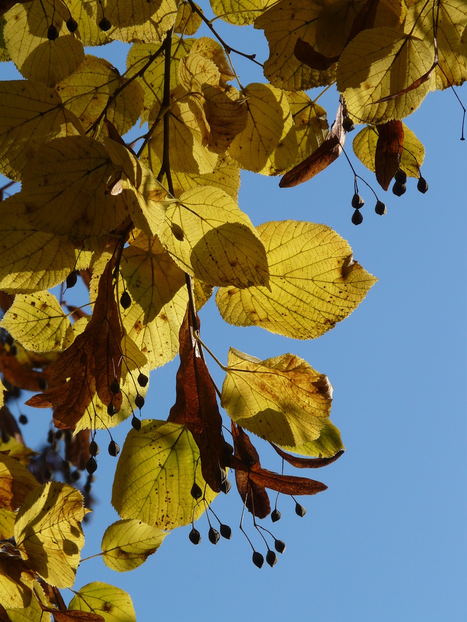 Lipovina, Linda, Tilia, Žiema Linda, Akmens Linda, Tilia Cordata, Aukso Ruduo, Auksinis Spalio Mėn ., Ruduo, Spalio Mėn