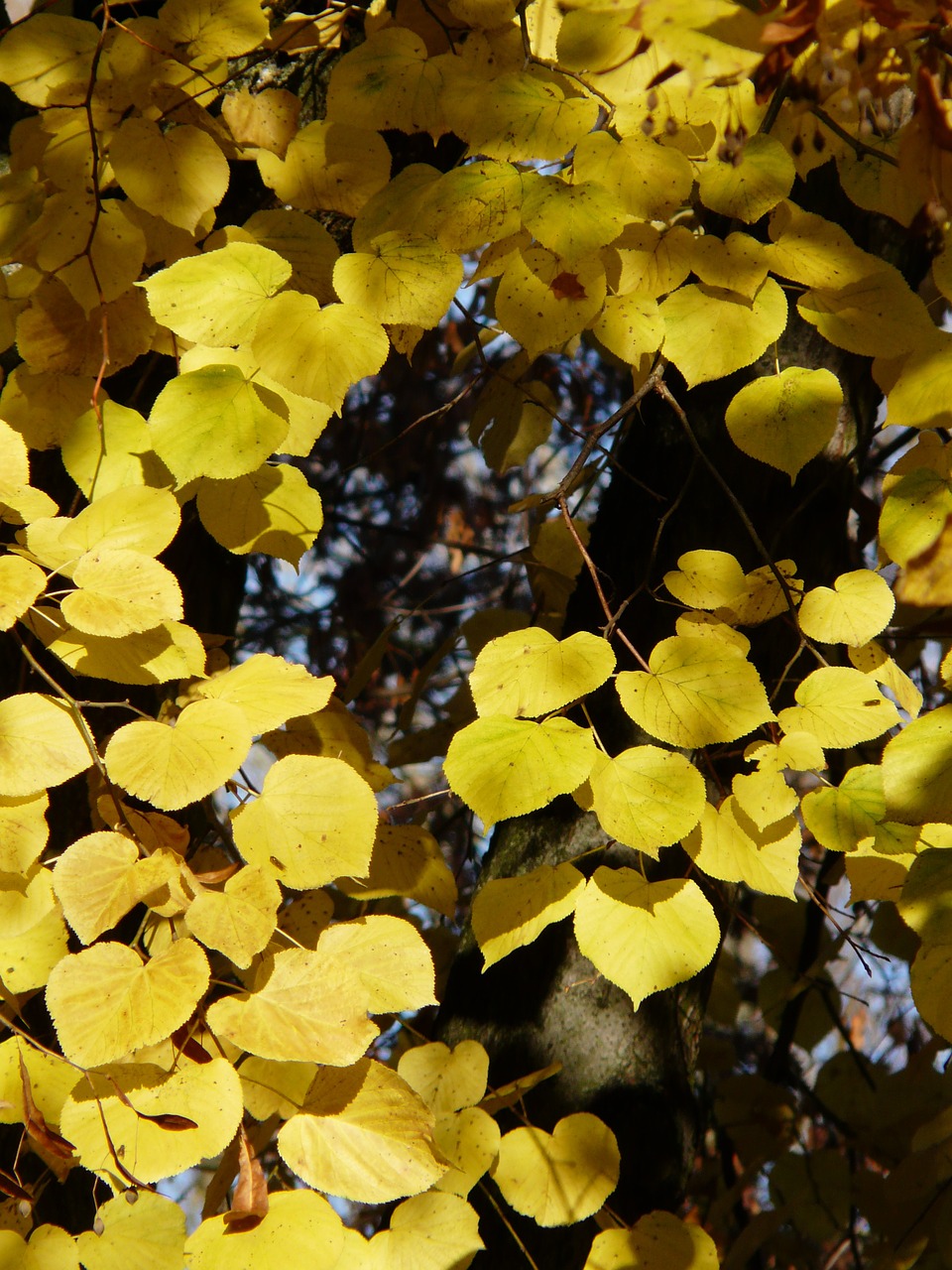 Lipovina, Linda, Tilia, Žiema Linda, Akmens Linda, Tilia Cordata, Aukso Ruduo, Auksinis Spalio Mėn ., Ruduo, Spalio Mėn