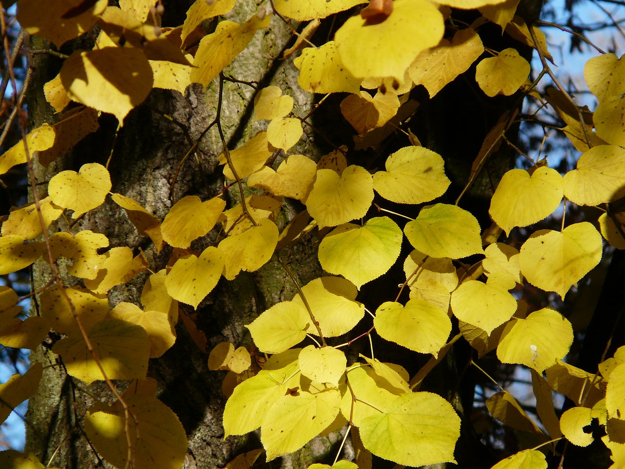 Lipovina, Linda, Tilia, Žiema Linda, Akmens Linda, Tilia Cordata, Aukso Ruduo, Auksinis Spalio Mėn ., Ruduo, Spalio Mėn