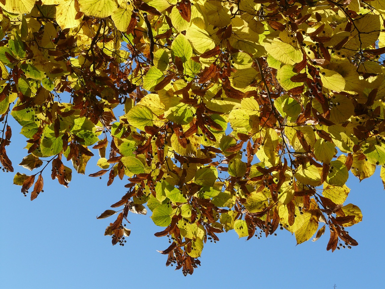 Lipovina, Linda, Tilia, Žiema Linda, Akmens Linda, Tilia Cordata, Aukso Ruduo, Auksinis Spalio Mėn ., Ruduo, Spalio Mėn