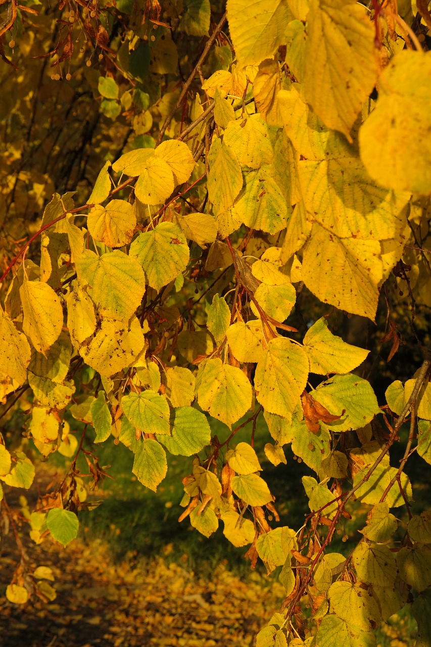 Lipovina, Kalkės, Medis, Lapija, Ruduo, Geltona, Lapų Dažymas, Lapai, Kritimo Lapija, Linda