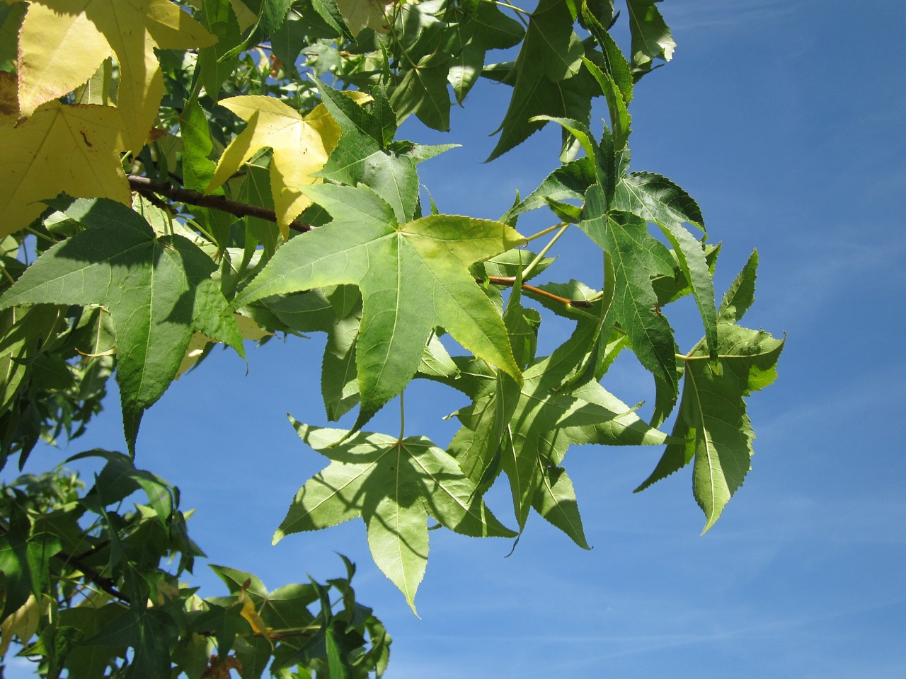 Liquidambar,  Saldus Guma,  Raudona Derva,  Satino-Riešutmedžio,  Medis,  Lapija,  Flora,  Botanika,  Rūšis,  Lapai