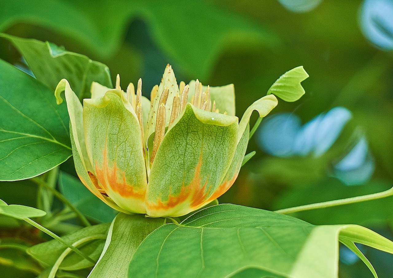 Liriodendron Tulipifera, Tulpių Medis, Gėlė, Magnoliaceae, Medis, Gamta, Sodas, Žydėti, Gėlės, Medžiai