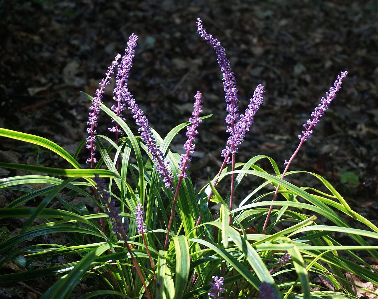 Liriope, Gėlė, Žiedas, Žydėti, Augalas, Sodas, Margas, Violetinė, Gamta, Nemokamos Nuotraukos