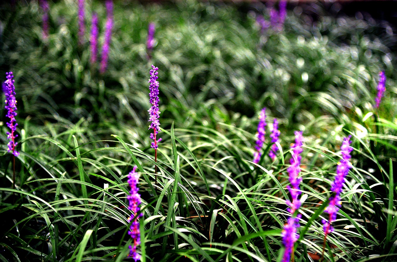 Liriope, Gėlės, Pobūdis, Violetinė, Gamta, Laisvas, Pertrauka, Nemokamos Nuotraukos,  Nemokama Licenzija