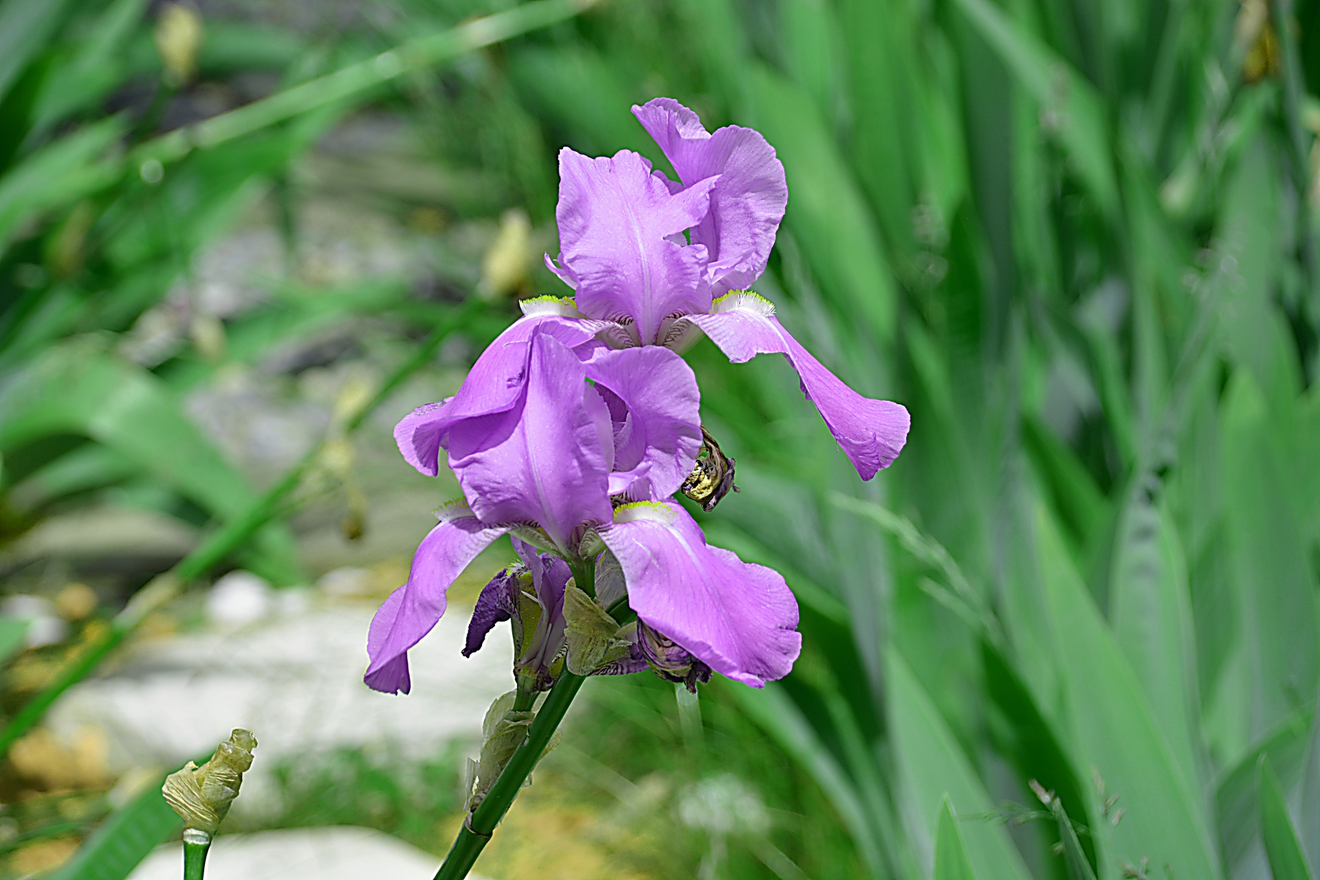 Gėlė,  Mėlynas,  Flora,  Gėlės,  Botanikos,  Gamta,  Sodas,  Iris,  Orijų Gėlė, Nemokamos Nuotraukos