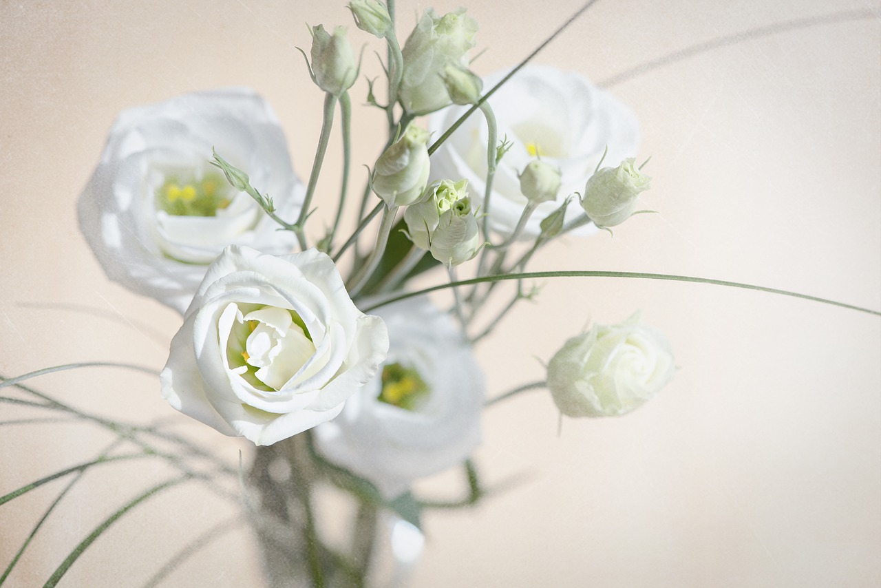 Lisianthus, Gėlė, Žiedas, Žydėti, Balta, Balta Gėlė, Žiedlapiai, Schnittblume, Varginantis, Saldus