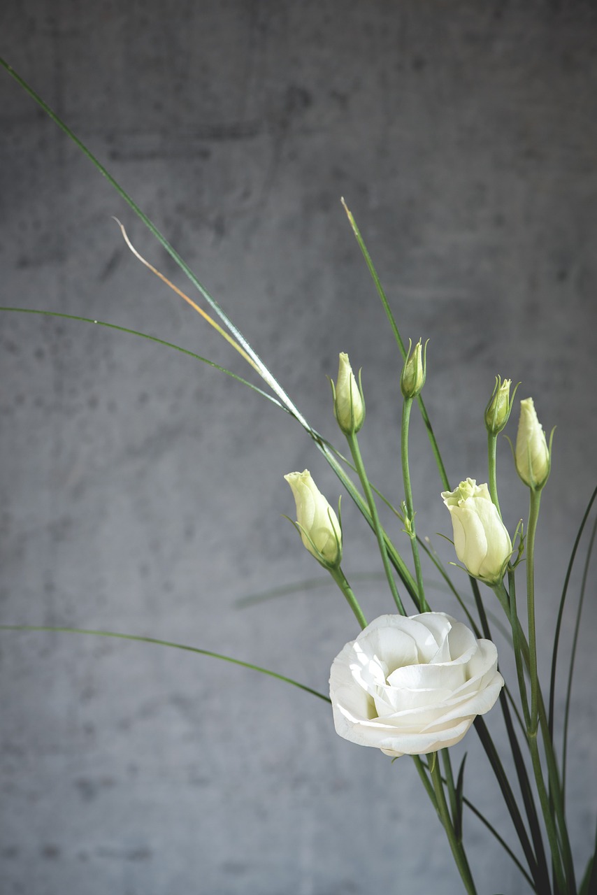 Lisianthus, Gėlė, Žiedas, Žydėti, Balta, Balta Gėlė, Žiedlapiai, Schnittblume, Varginantis, Saldus