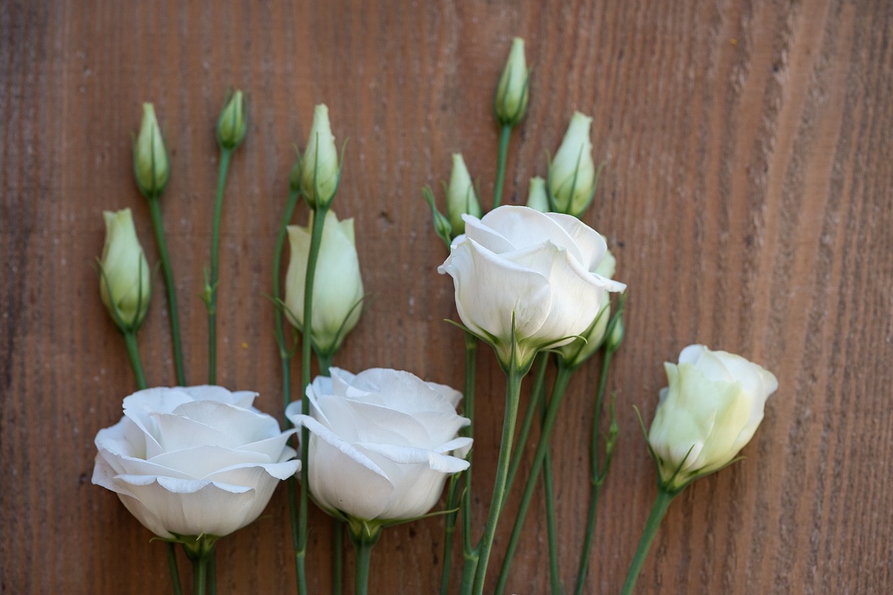 Lisianthus, Gėlė, Žiedas, Žydėti, Balta, Balta Gėlė, Baltos Gėlės, Žiedlapiai, Schnittblume, Varginantis