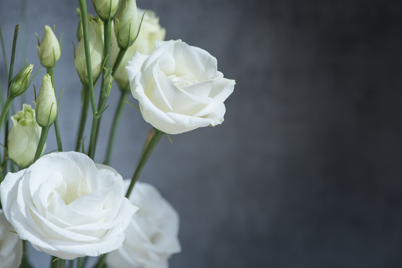 Lisianthus, Gėlė, Žiedas, Žydėti, Balta, Balta Gėlė, Baltos Gėlės, Žiedlapiai, Schnittblume, Varginantis