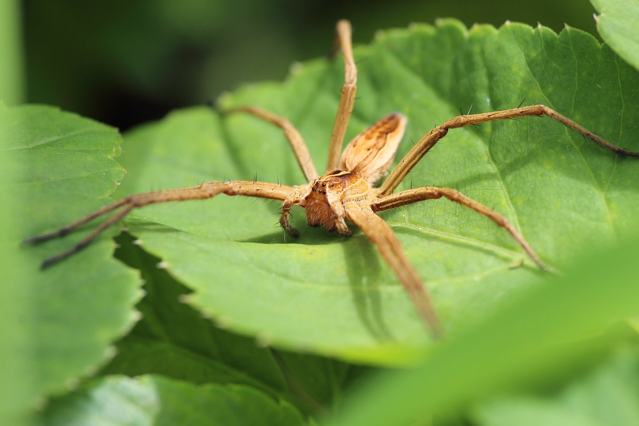 Sąrašo Voras, Voras, Arachnid, Lapai, Uždaryti, Miškas, Gamta, Saulė, Kraujas, Nemokamos Nuotraukos