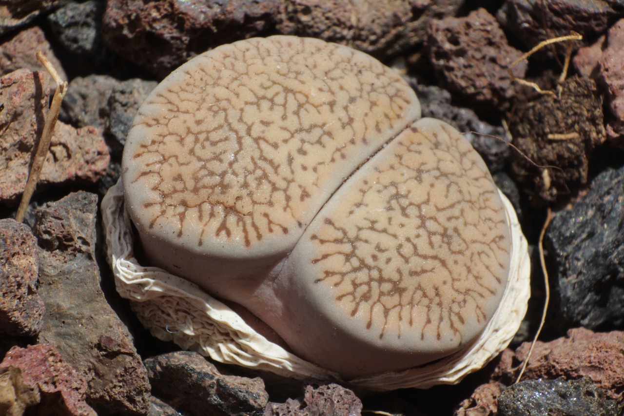 Lithops Leslei Var Venteri,  Lithops,  Sultingi,  Akmens Augalai,  Perkelti Lithops, Nemokamos Nuotraukos,  Nemokama Licenzija