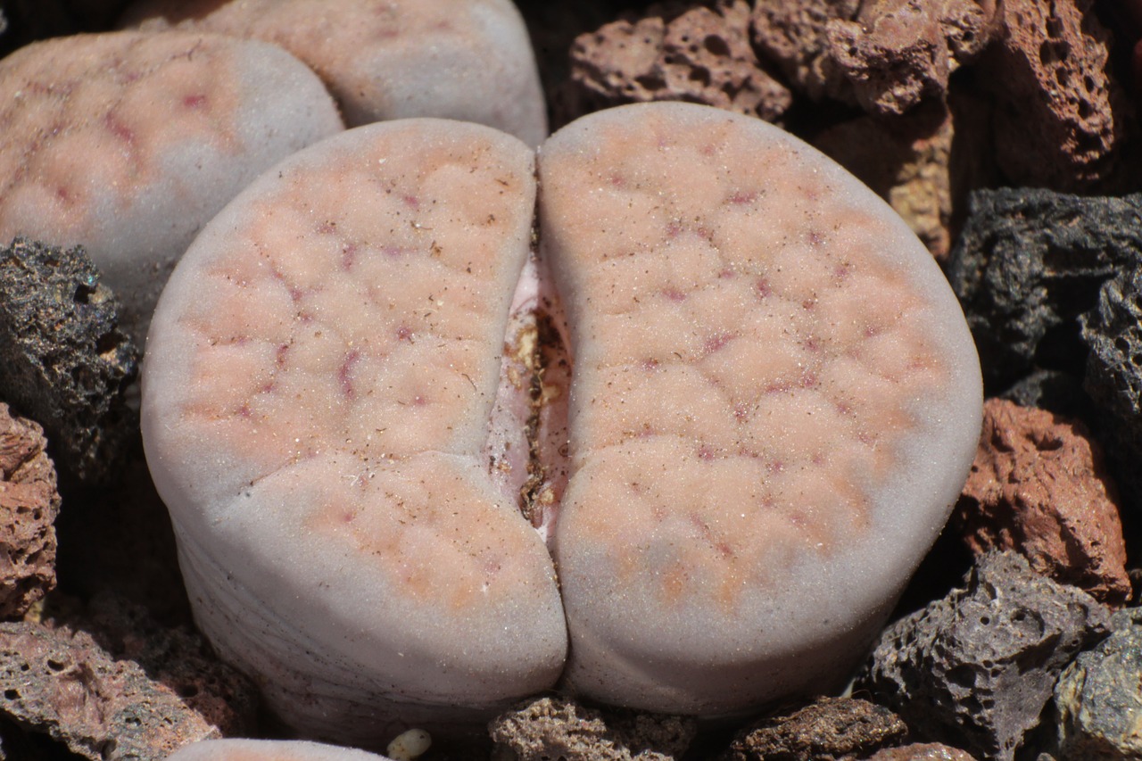 Lithops Schwantesii,  Lithops,  Akmens Augalai,  Sultingas, Nemokamos Nuotraukos,  Nemokama Licenzija