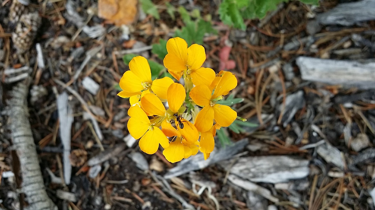 Lithospermum Canescens, Geltona Laukinė Žydra, Vakarinės Laukinės Floros, Nemokamos Nuotraukos,  Nemokama Licenzija