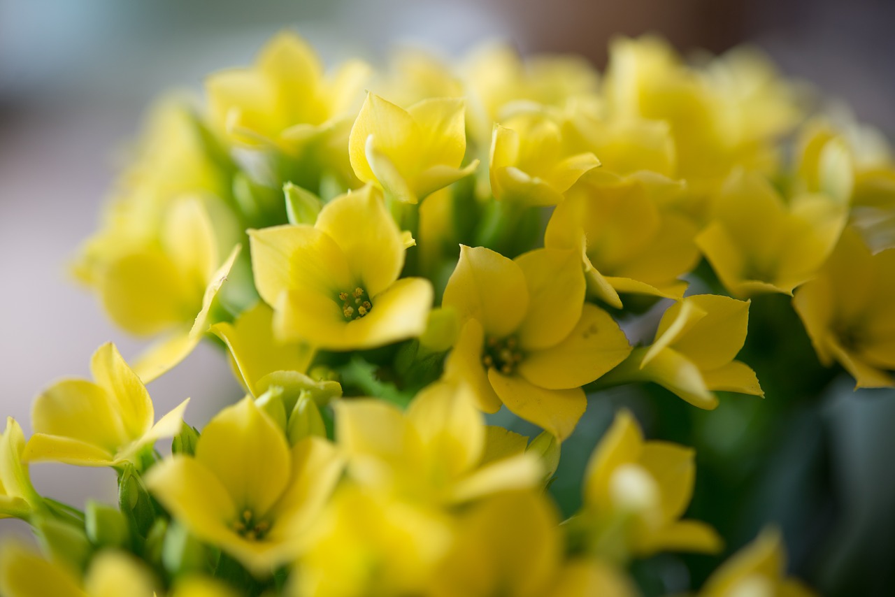 Mažai, Geltona, Gėlės, Žalias, Žydėti, Flora, Gamta, Iš Arti, Makro, Žiedas