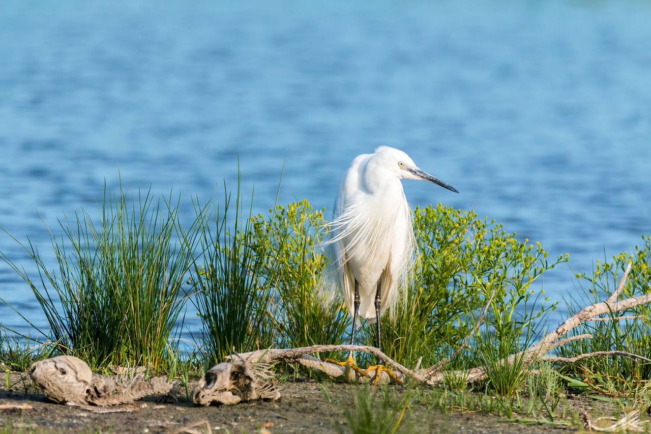 Maža Egret, Balta Česnakai, Šaukiantys Paukščiai, Balta, Rytas, Heronas, Šilkas, Plumėjimas, Atgal Šviesa, Pelkė