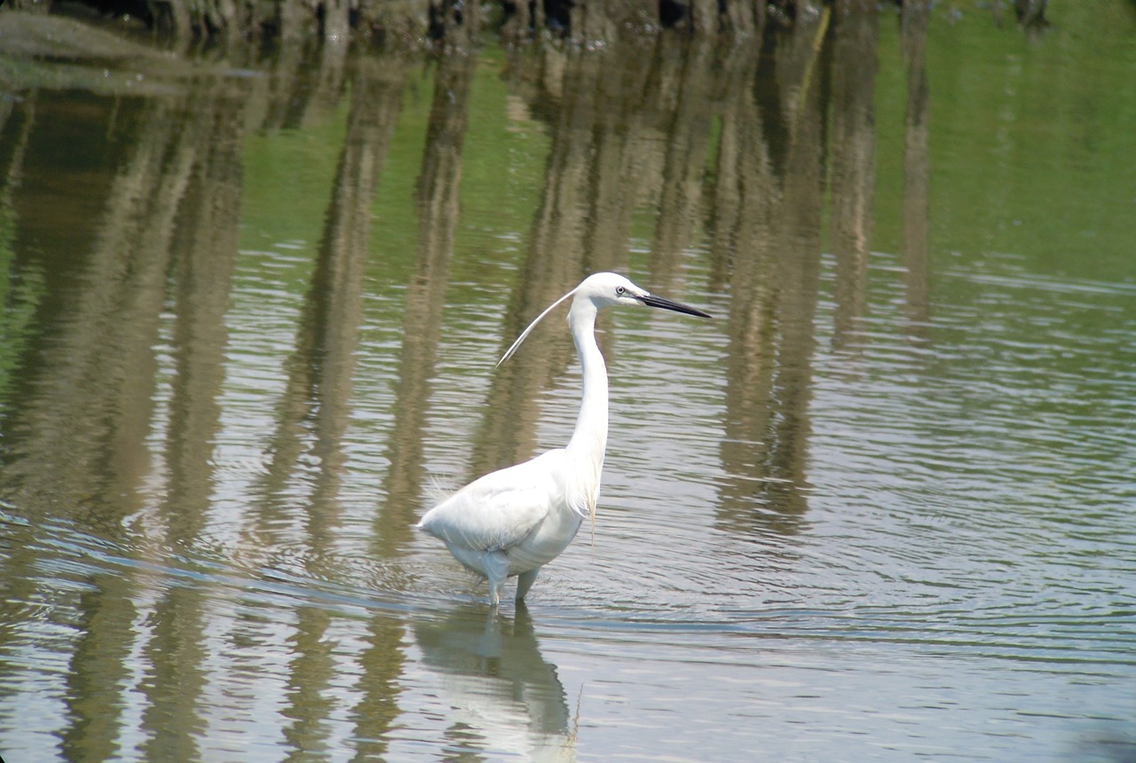 Maža Egret, Paukštis, Vanduo, Gamta, Sidabrinis Česnakai, Balta, Laukinė Gamta, Fauna, Ornitologija, Nemokamos Nuotraukos