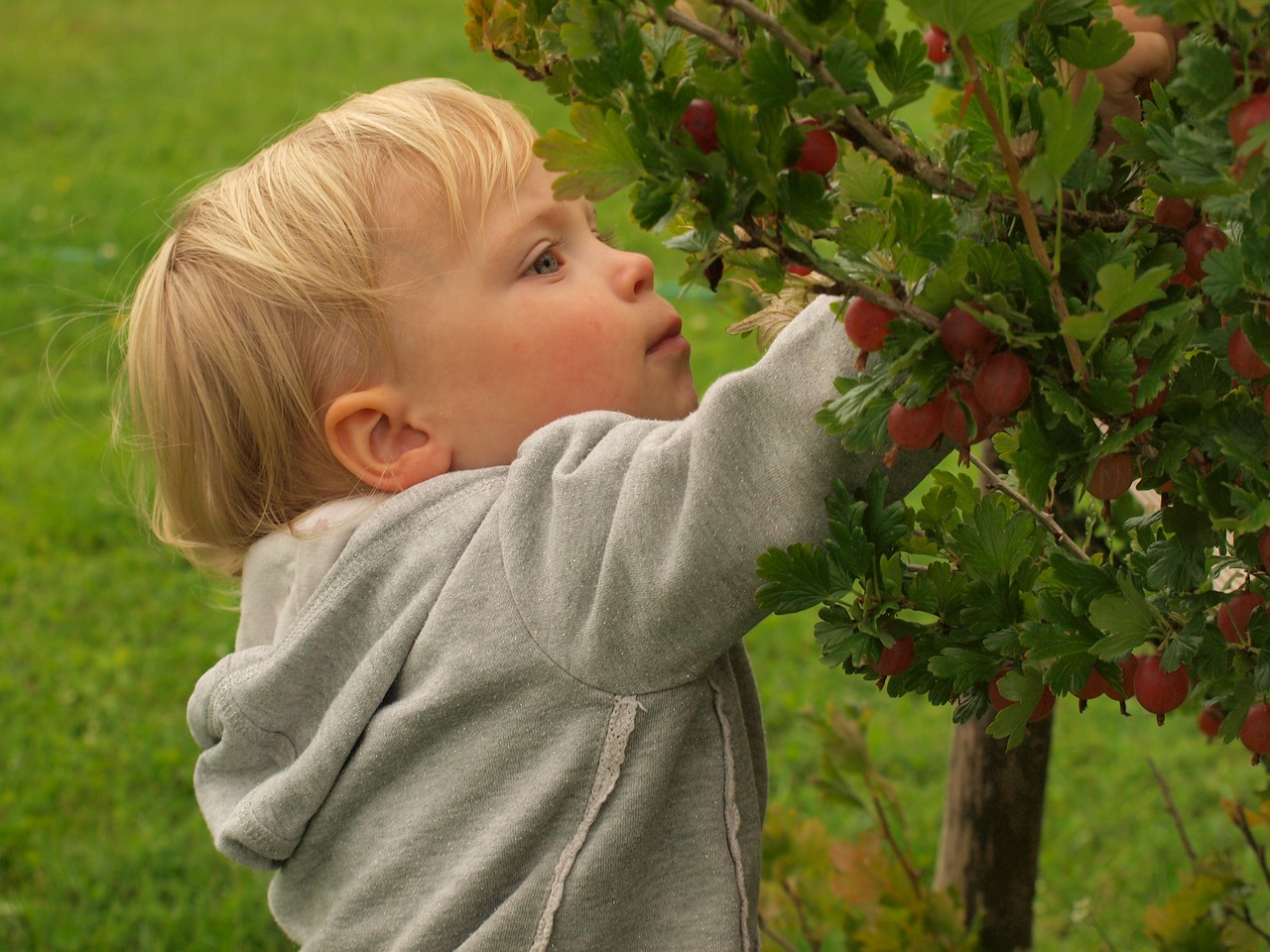 Maža Mergaitė, Uogos, Vasara, Krūmas, Žalias, Maistas, Vitaminas, Gamta, Derlius, Nemokamos Nuotraukos