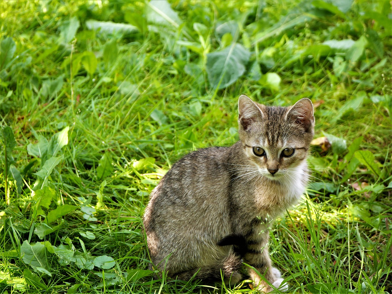 Mažai Kitty, Sėdi, Žolė, Nemokamos Nuotraukos,  Nemokama Licenzija