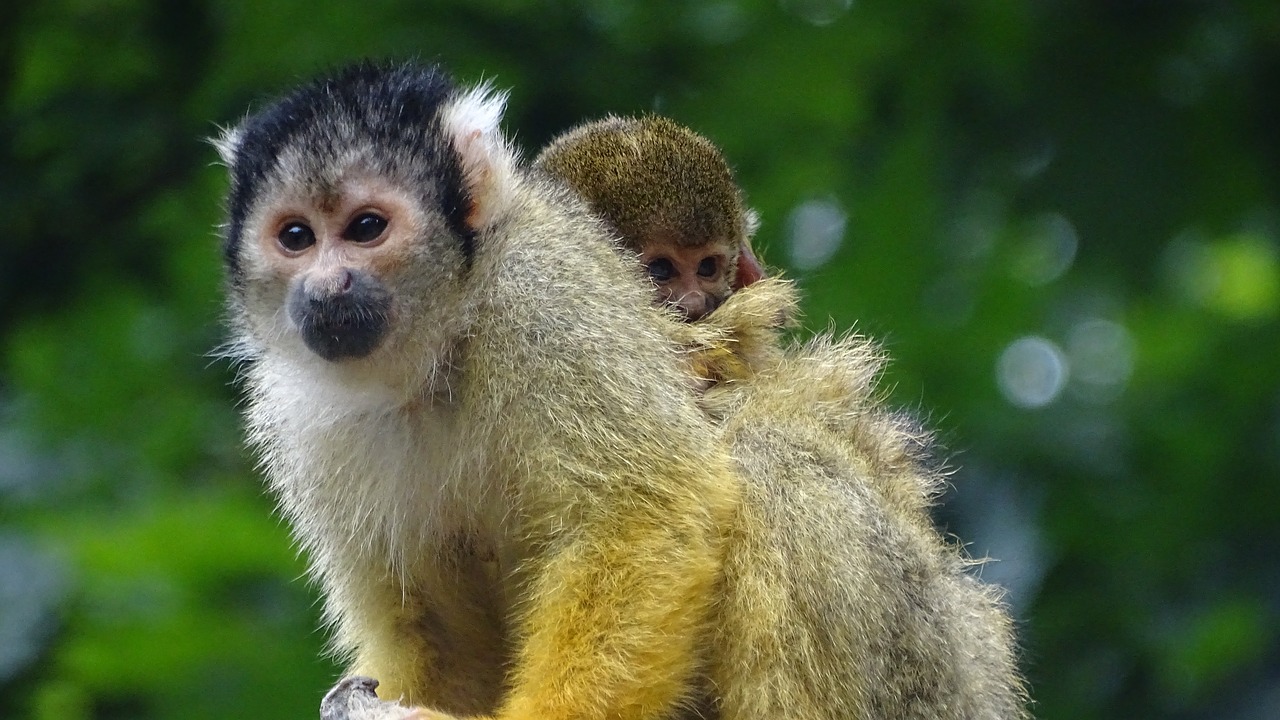 Maža Bezdžionė, Beždžionė, Motina Ir Vaiku, Apenheul, Gyvūnas, Mielas, Gamta, Saldus, Beždžionės, Atsipalaidavęs
