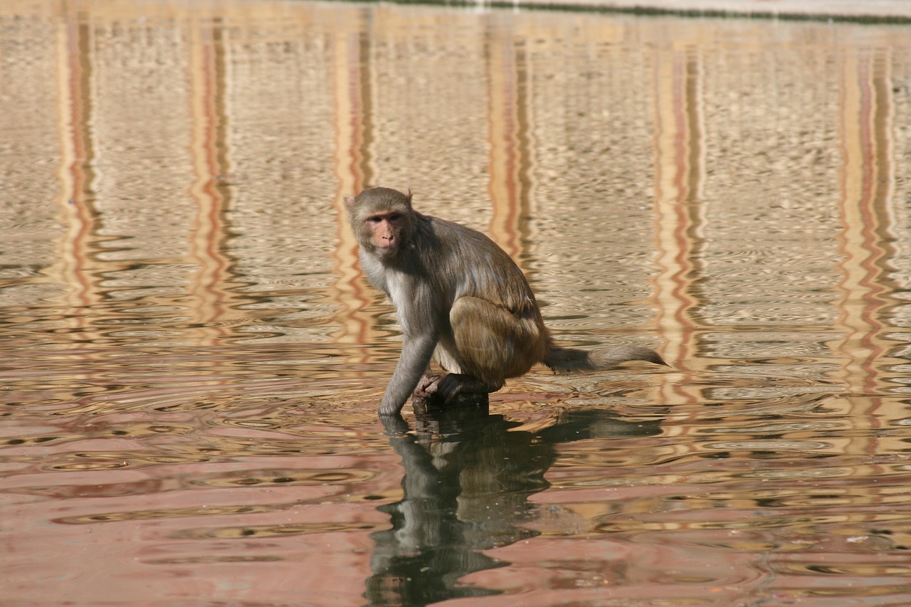 Maža Bezdžionė,  Žinduolis,  Gyvūnas,  Indija,  Beždžionė Į Vandenį, Nemokamos Nuotraukos,  Nemokama Licenzija