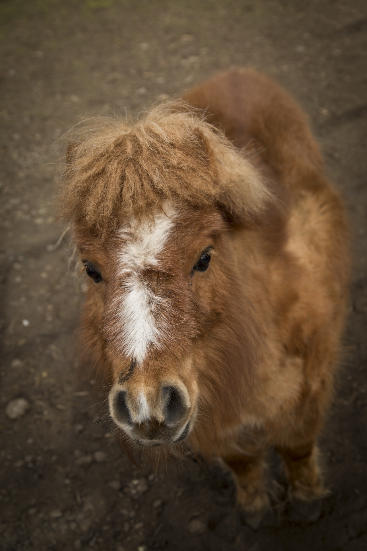 Ponis,  Žalias,  Mažas,  Gražus,  Jaunas,  Vasara,  Žolė,  Parkas,  Gamta,  Pavasaris