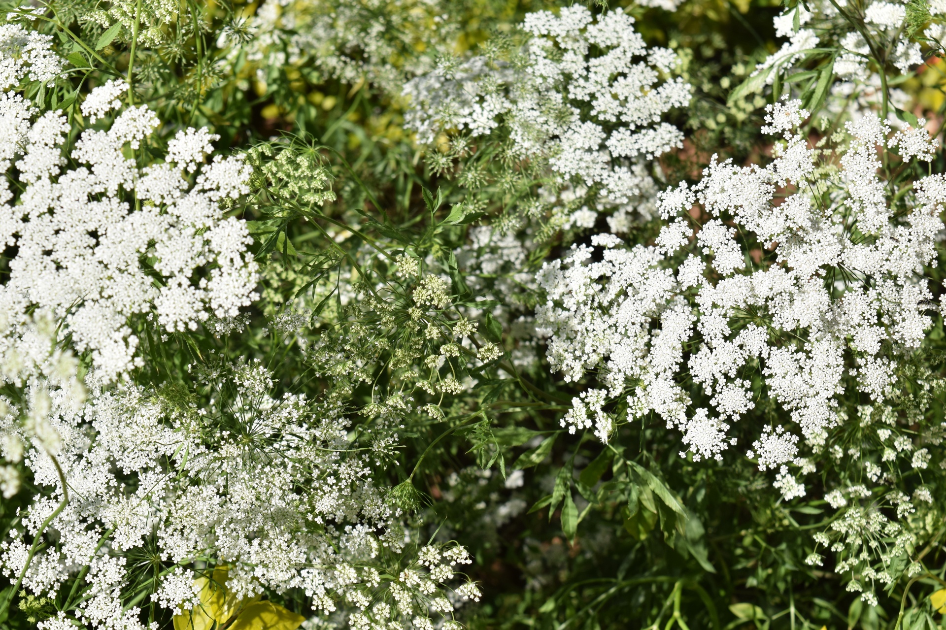 Balta,  Gėlės,  Gamta,  Žydėti,  Mažos Baltos Gėlės 9, Nemokamos Nuotraukos,  Nemokama Licenzija