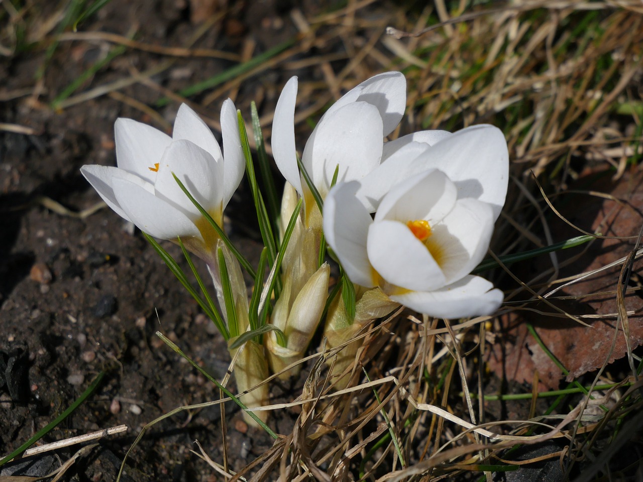 Gyvena,  Natūralus,  Pobūdį,  Floros,  Sezonas,  Spalva,  Makro,  Crocuses,  Baltos Spalvos,  Pavasaris