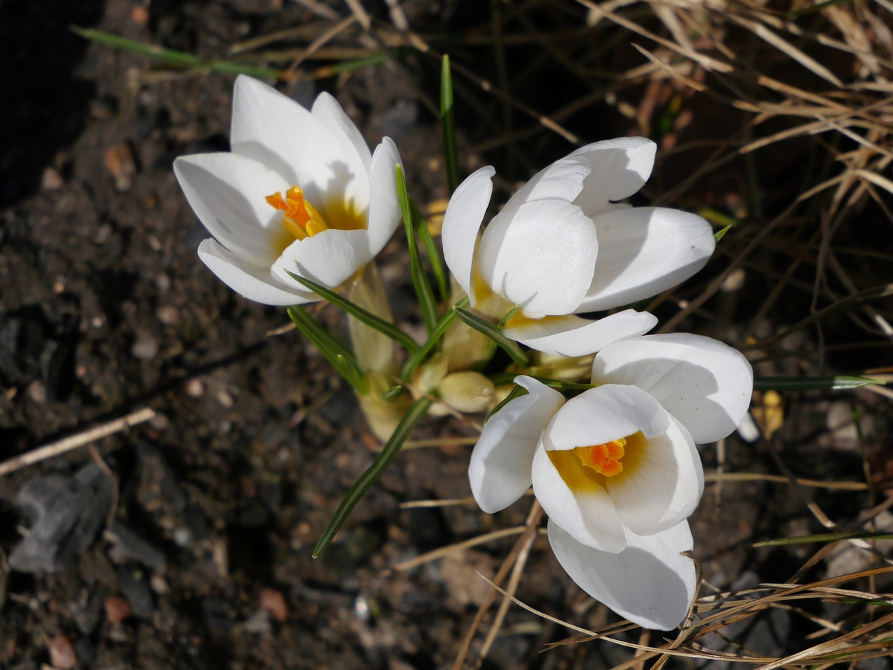 Gyvena,  Natūralus,  Pobūdį,  Floros,  Sezonas,  Spalva,  Makro,  Crocuses,  Baltos Spalvos,  Pavasaris