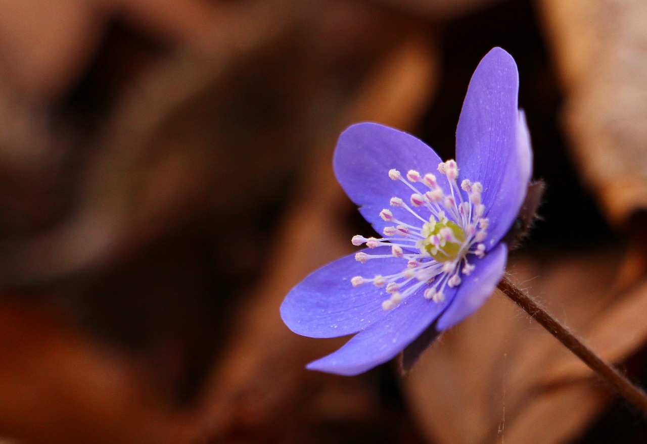 Kepenų Lapelis, Hepatica, Pavasaris, Gėlė, Pavasaris, Gamta, Anksti, Miškas, Violetinė, Wildflower