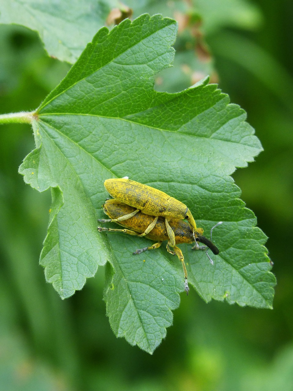 Lixus Angustatus, Lixus, Vabalas Mallos, Jų Morrow, Malves, Nemokamos Nuotraukos,  Nemokama Licenzija