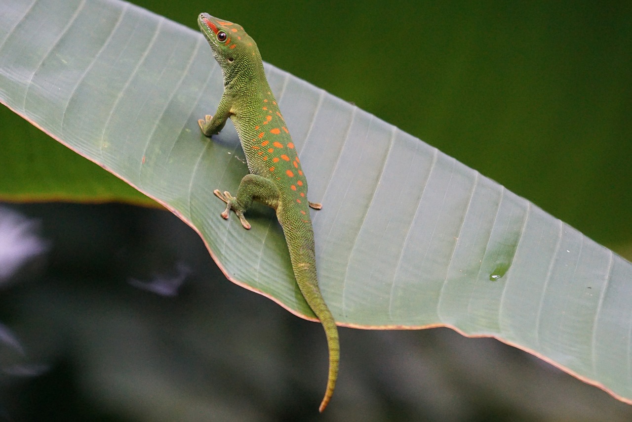 Driežas, Skalė, Madagaskaro Dienos Gecko, Žalias, Nemokamos Nuotraukos,  Nemokama Licenzija