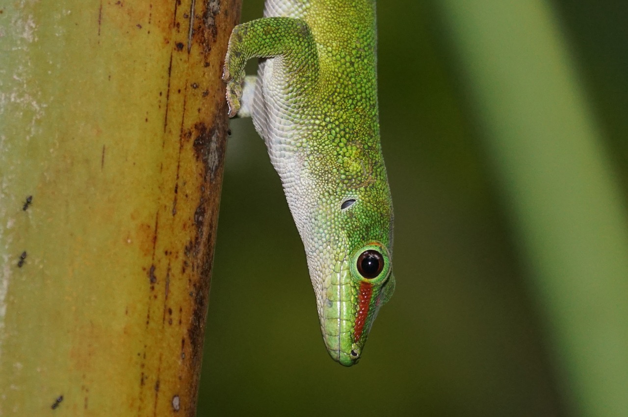 Driežas, Skalė, Madagaskaro Dienos Gecko, Žalias, Nemokamos Nuotraukos,  Nemokama Licenzija