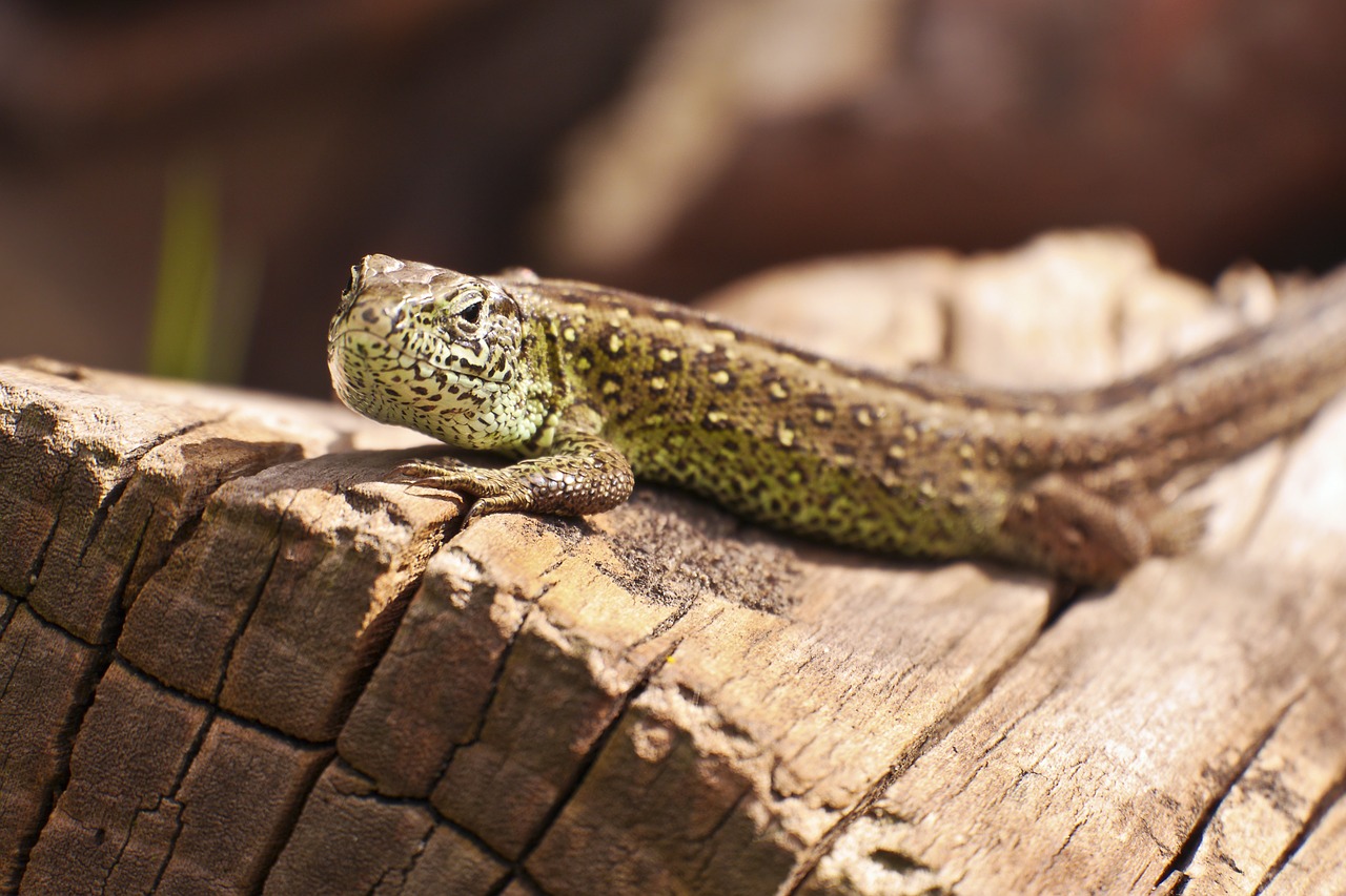 Driežas, Fauna, Gyvūnų Pasaulis, Gamta, Ropliai, Gyvūnas, Sodas, Nemokamos Nuotraukos,  Nemokama Licenzija