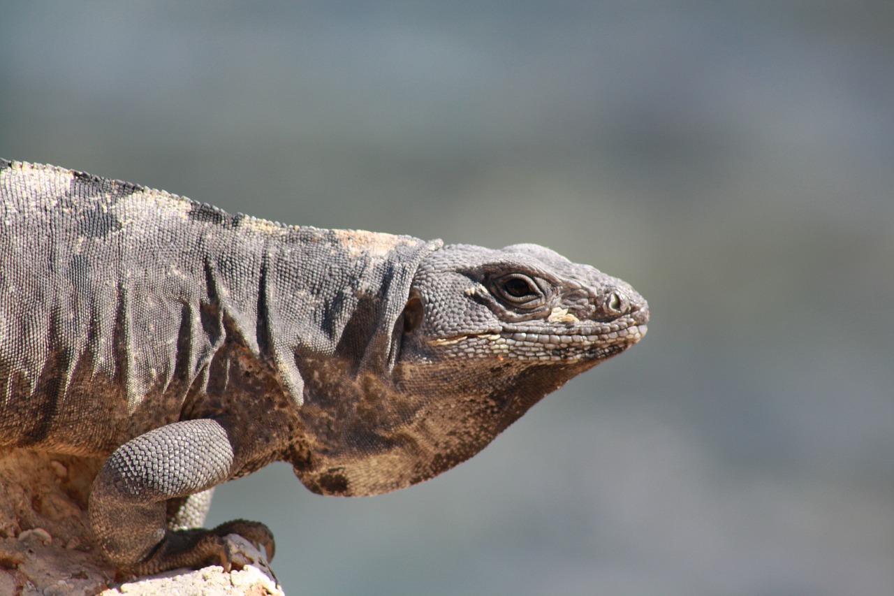 Driežas, Cancun, Iguana, Meksika, Atogrąžų, Ropliai, Laukinė Gamta, Nemokamos Nuotraukos,  Nemokama Licenzija