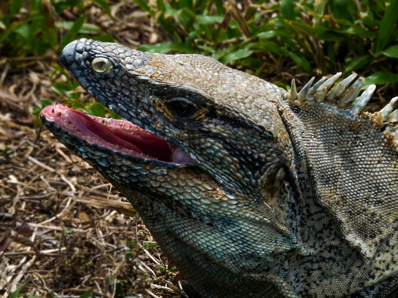 Driežas, Gyvūnas, Džiunglės, Atogrąžų Miškai, Padaras, Miškas, Gamta, Nemokamos Nuotraukos,  Nemokama Licenzija