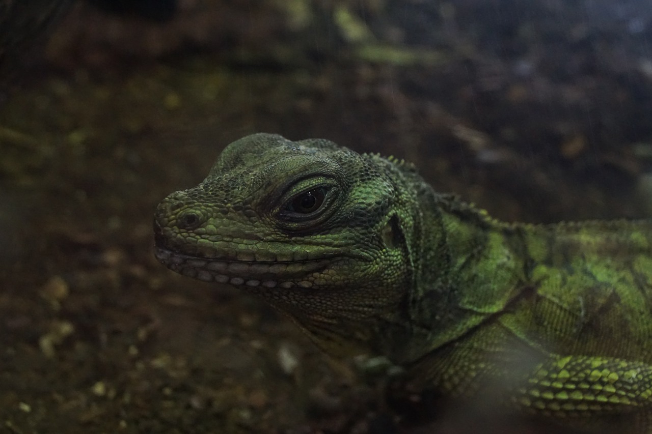 Driežas, Gyvūnas, Gamta, Laukiniai, Laukinė Gamta, Iguana, Nemokamos Nuotraukos,  Nemokama Licenzija