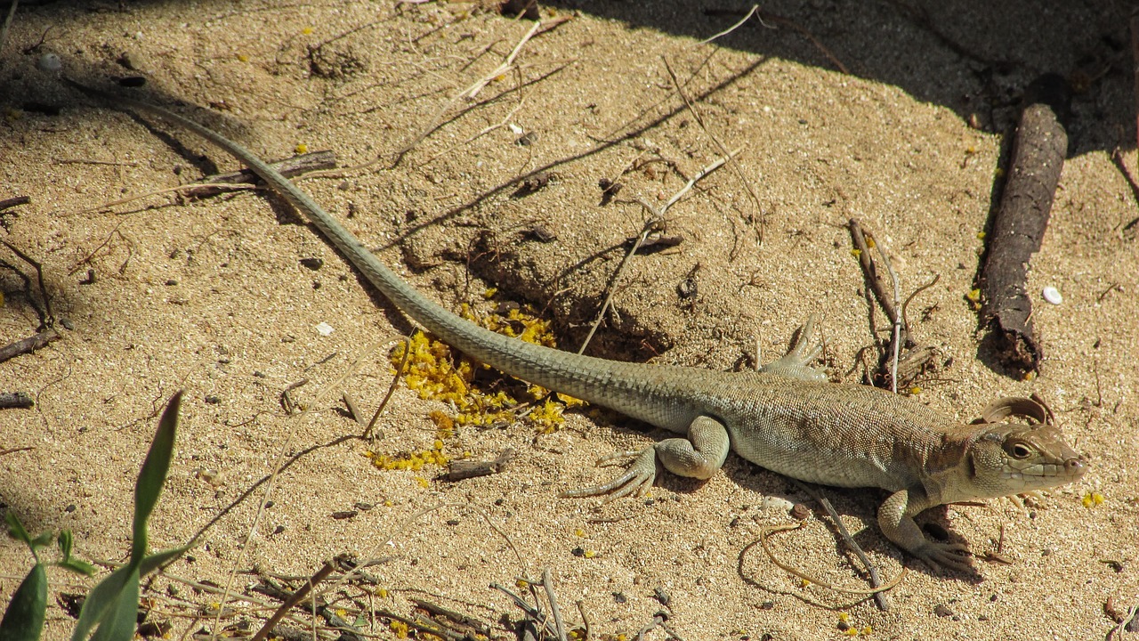 Driežas, Acanthodactylus Schreiberi, Ropliai, Jaunas, Žvilgsnis, Laukinė Gamta, Gamta, Fauna, Kipras, Nemokamos Nuotraukos